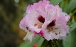 rhododendron  